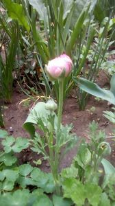 IMG-20200419-WA0071