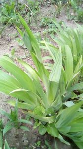 IMG-20200419-WA0073