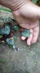 IMG-20200419-WA0078