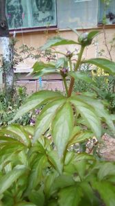 IMG-20200419-WA0083
