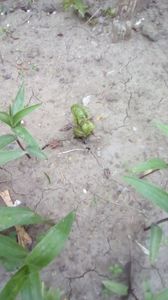 IMG-20200419-WA0092
