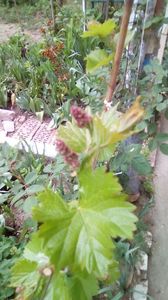 IMG-20200419-WA0098