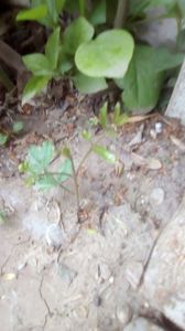 IMG-20200419-WA0107