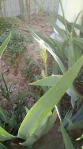 IMG-20200420-WA0009