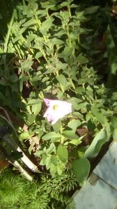 IMG-20200420-WA0011