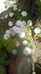 IMG-20200421-WA0003