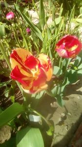 IMG-20200421-WA0005