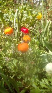 IMG-20200421-WA0007