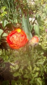 IMG-20200421-WA0010