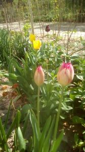 IMG-20200421-WA0023