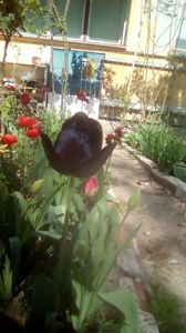 IMG-20200421-WA0026
