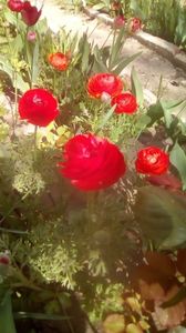 IMG-20200421-WA0029