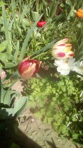 IMG-20200421-WA0030