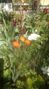 IMG-20200421-WA0032