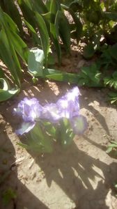 IMG-20200421-WA0035