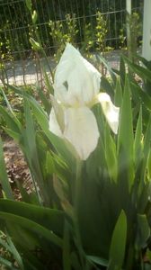 IMG-20200421-WA0036