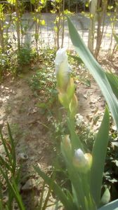 IMG-20200421-WA0038