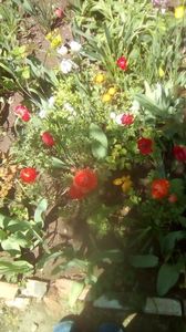 IMG-20200422-WA0004