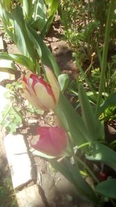 IMG-20200422-WA0005