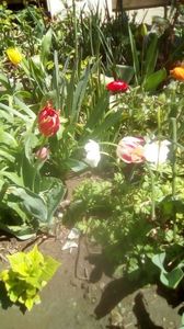 IMG-20200422-WA0007