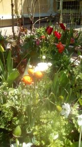 IMG-20200422-WA0011