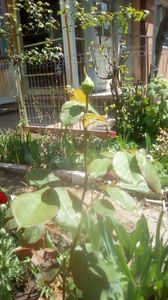 IMG-20200422-WA0013