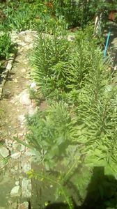 IMG-20200422-WA0024