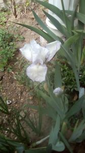 IMG-20200423-WA0002