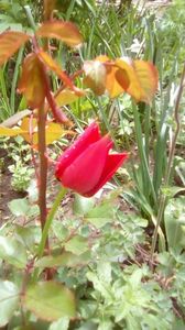 IMG-20200426-WA0012