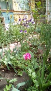 IMG-20200426-WA0015
