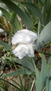 IMG-20200426-WA0017