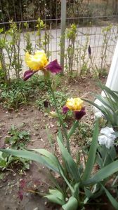 IMG-20200426-WA0018