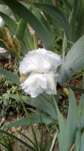 IMG-20200426-WA0019