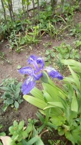 IMG-20200426-WA0021