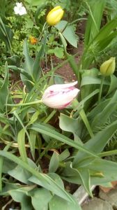 IMG-20200426-WA0022