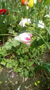 IMG-20200426-WA0024
