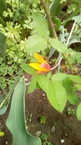 IMG-20200426-WA0027
