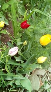 IMG-20200426-WA0029