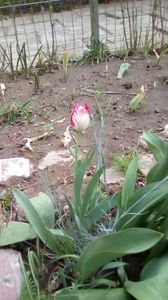 IMG-20200426-WA0038
