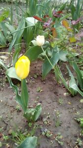 IMG-20200426-WA0040