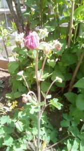 IMG-20200426-WA0042