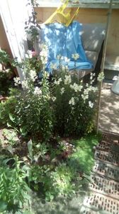 IMG-20200523-WA0000