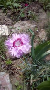 IMG-20200525-WA0019