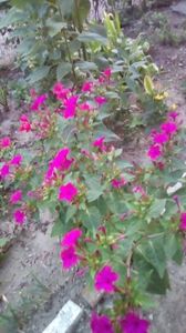 IMG-20200818-WA0001