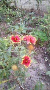 IMG-20200818-WA0002