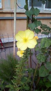 IMG-20200818-WA0008