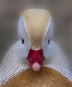 După părerea mea cea mai frumoasa pasare!