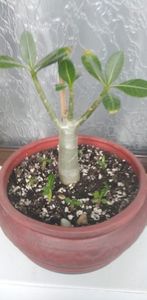 Adenium; Un an nu tocmai bun pentru el, a stagnat si nu stiu ce sa-i fac sa il determin sa isi continue dezvoltarea :(
