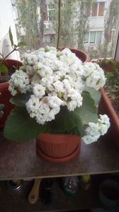 IMG-20200505-WA0085