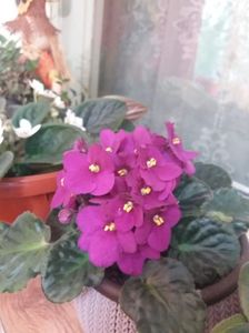 IMG-20200509-WA0010
